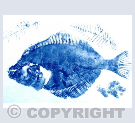 Fishes White