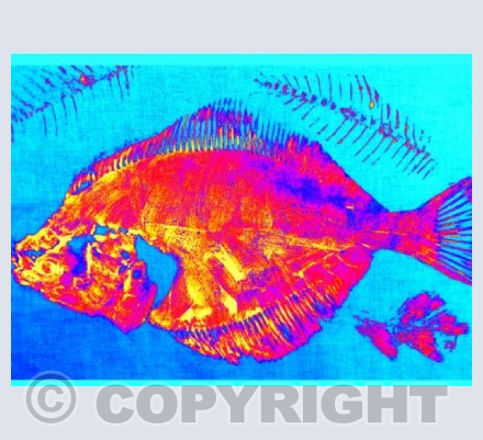 Fishes Blue