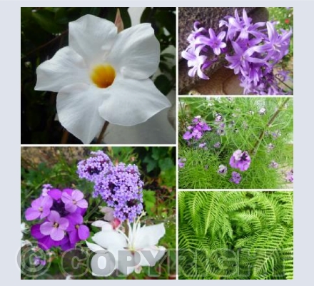 Our Garden #1