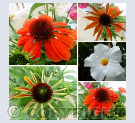 Our Garden #2