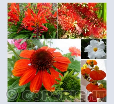 Our Garden #3
