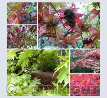 Acers in Glorious Technicolour