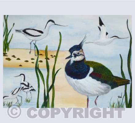 Avocets and Lapwing