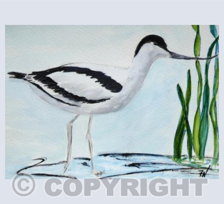 Avocet