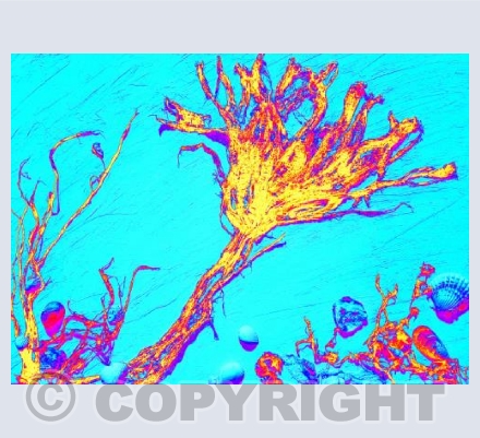 Underwater World #2