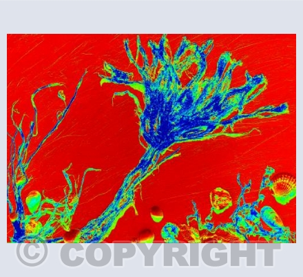 Underwater World #3