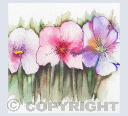 Hellebores