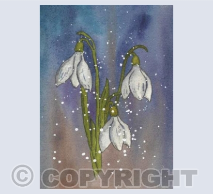 Snowdrops