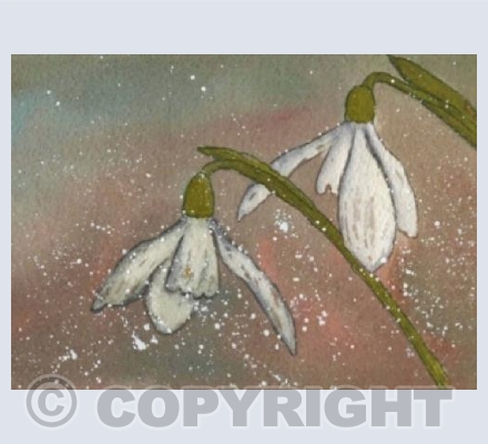 Nodding snowdrops