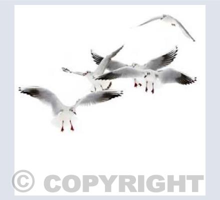 Black-headed Gulls