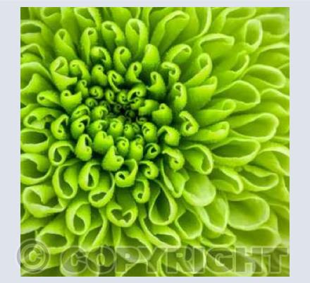 Chrysanthemum Flower