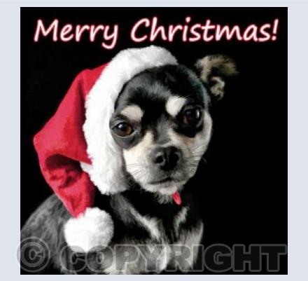 Christmas Chihuahua