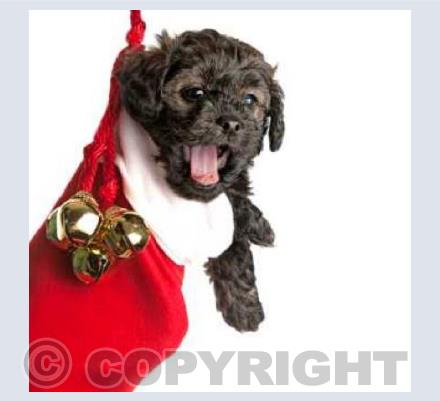 Christmas Puppy