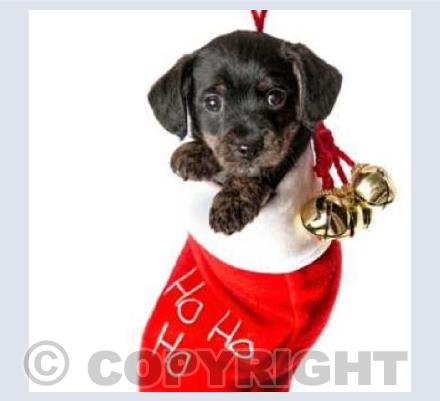 Christmas Puppy