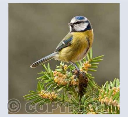 Garden Blue Tit