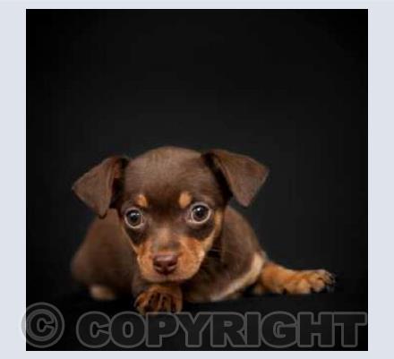 Terrier Puppy