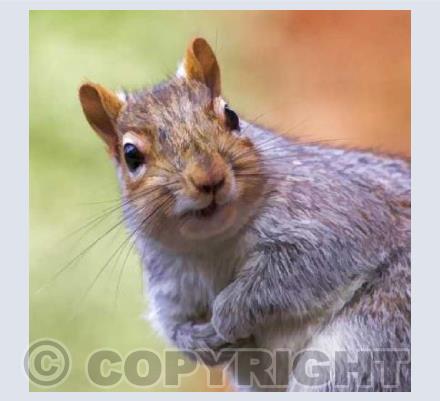 Curious Squirrel