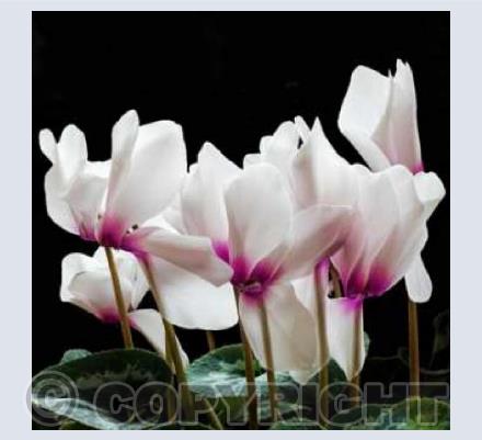 Cyclamen Flowers