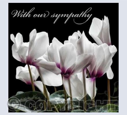 Cyclamen Flowers - Sympathy