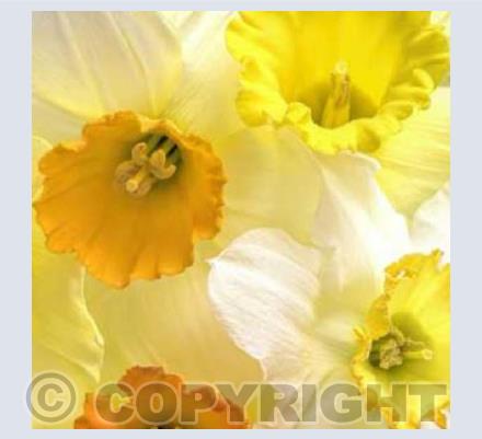 Daffodils
