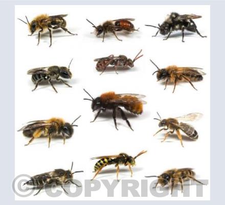 Solitary Bee Selection