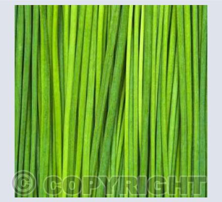 Fresh Chives