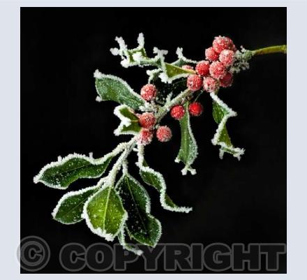 Frosty Holly