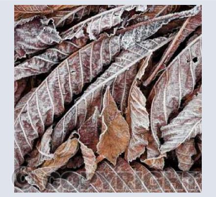 Frosty Leaves