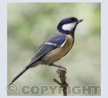 Garden Great Tit