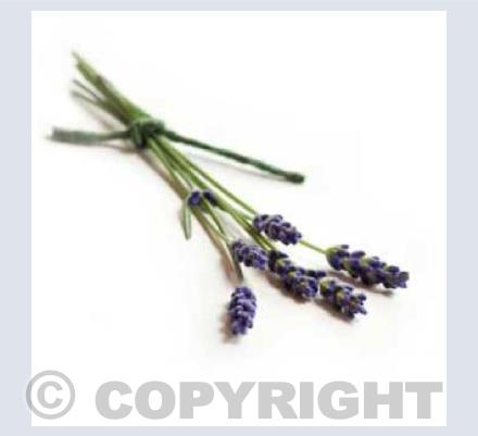 Lavender Sprig