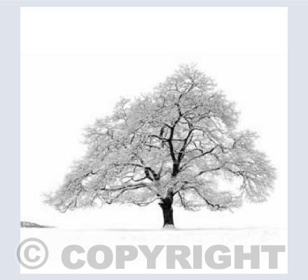 Lone Oak