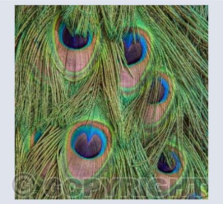 Peacock Feathers