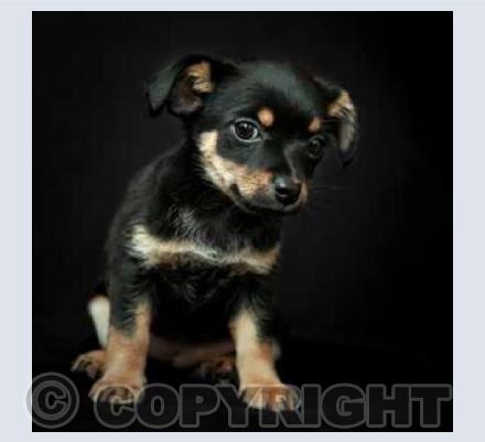 Terrier Puppy