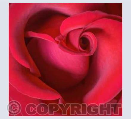 Red, Red Rose