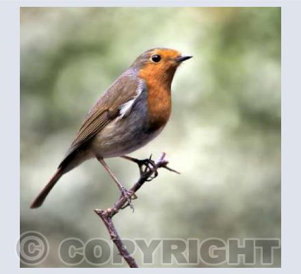 Robin Redbreast