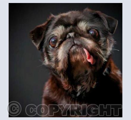 Old Pug