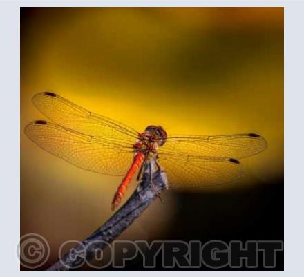 Dragonfly - Common Darter