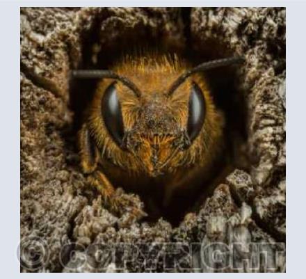 Female Mason Bee
