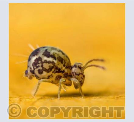 Globular Springtail