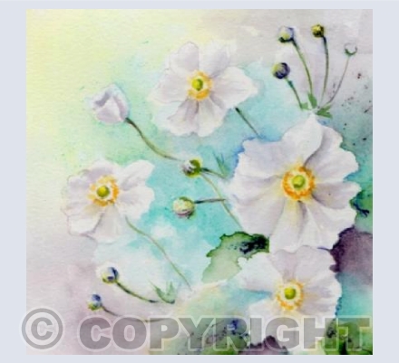 Japanese Anemones