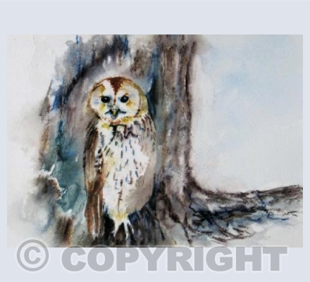 Tawny Owl