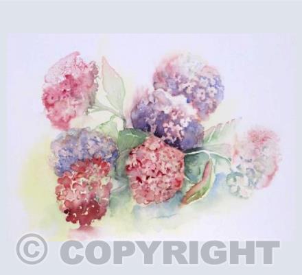 Hydrangeas