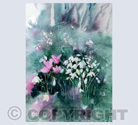 Snowdrops