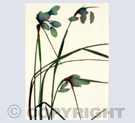 Cotton Grass