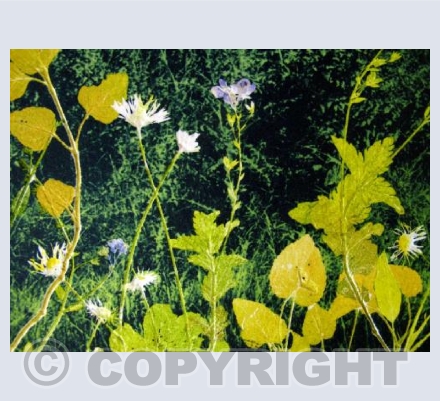 Ha-ha Weeds