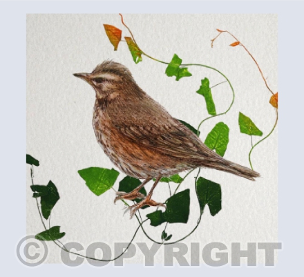 Redwing in the weeds