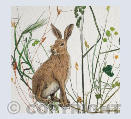 Hare in the long grass