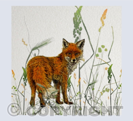 Fox in the long grass