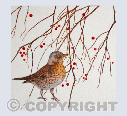 Winter Fieldfare