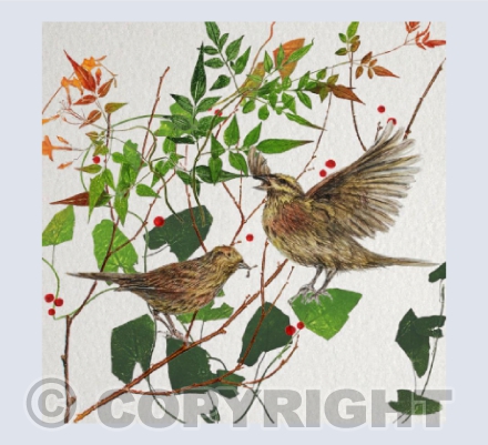 Cirl Bunting in the hedgerow